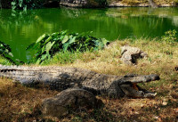 /album/fotogaleria-madagaskar-zajazd-vy-a-my1/madagaskar-zajazd-72-jpg2/